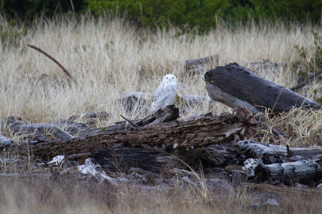 Snowy owl