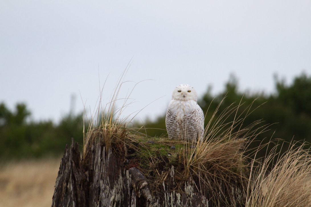 Snowy owl