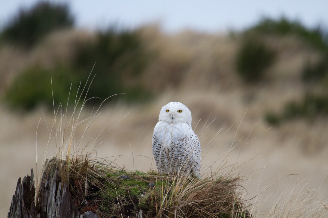 Snowy owl