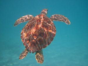 Amazing VINP snorkeling