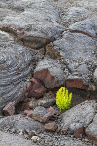Plant in lava