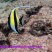 bannerfish