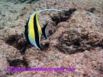 bannerfish