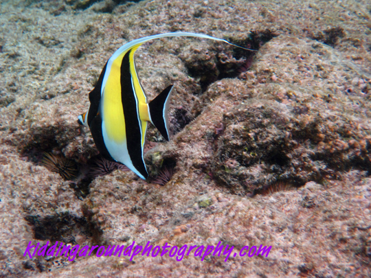 bannerfish