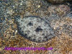 Flounder
