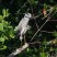 Yellow-crowned Night Heron