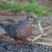 Caribbean Dove