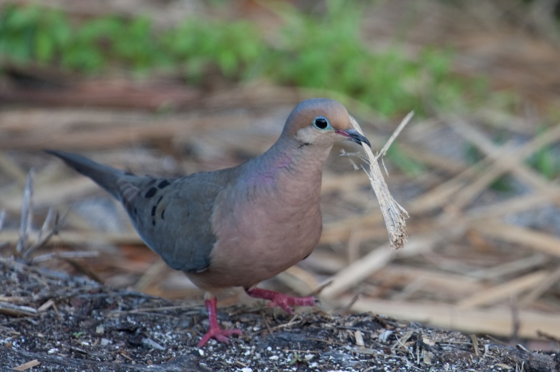 Caribbean Dove