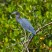 Little Blue Heron