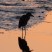 Heron at sunset
