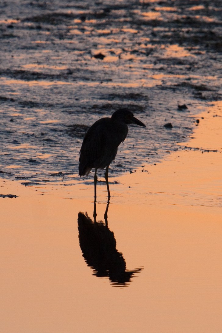 Heron at sunset