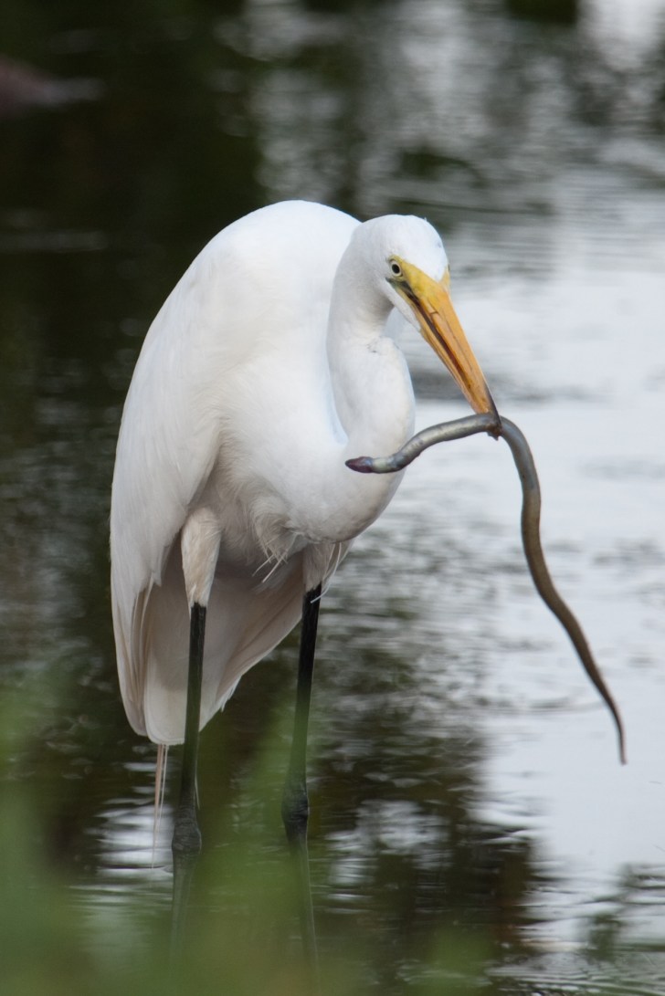 Great Egret with snake