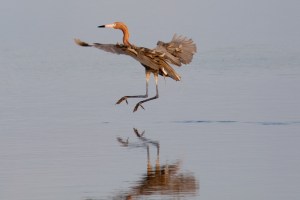 Reddish Egret