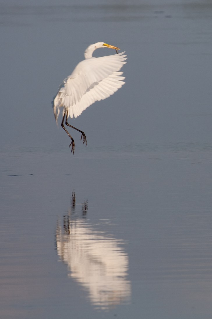 Great Egret