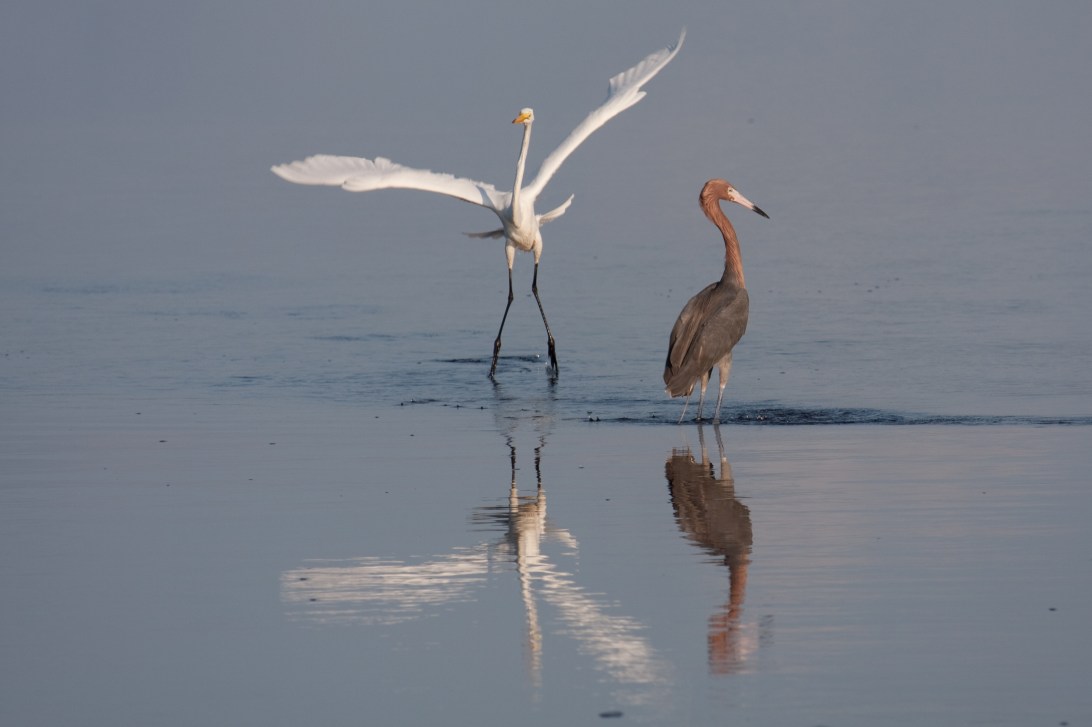 Great Egret and Reddish Egret