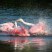 Roseate Spoonbills take a bath