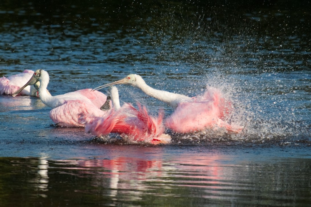 Roseate Spoonbills take a bath