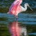 Roseate Spoonbill's gorgeous feathers.