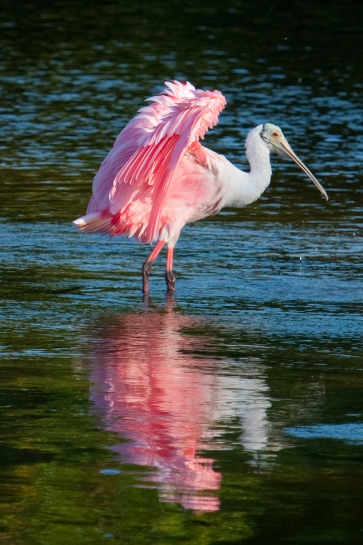 Roseate Spoonbill's gorgeous feathers.