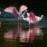 Roseate Spoonbills preening