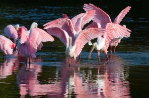 Roseate Spoonbills