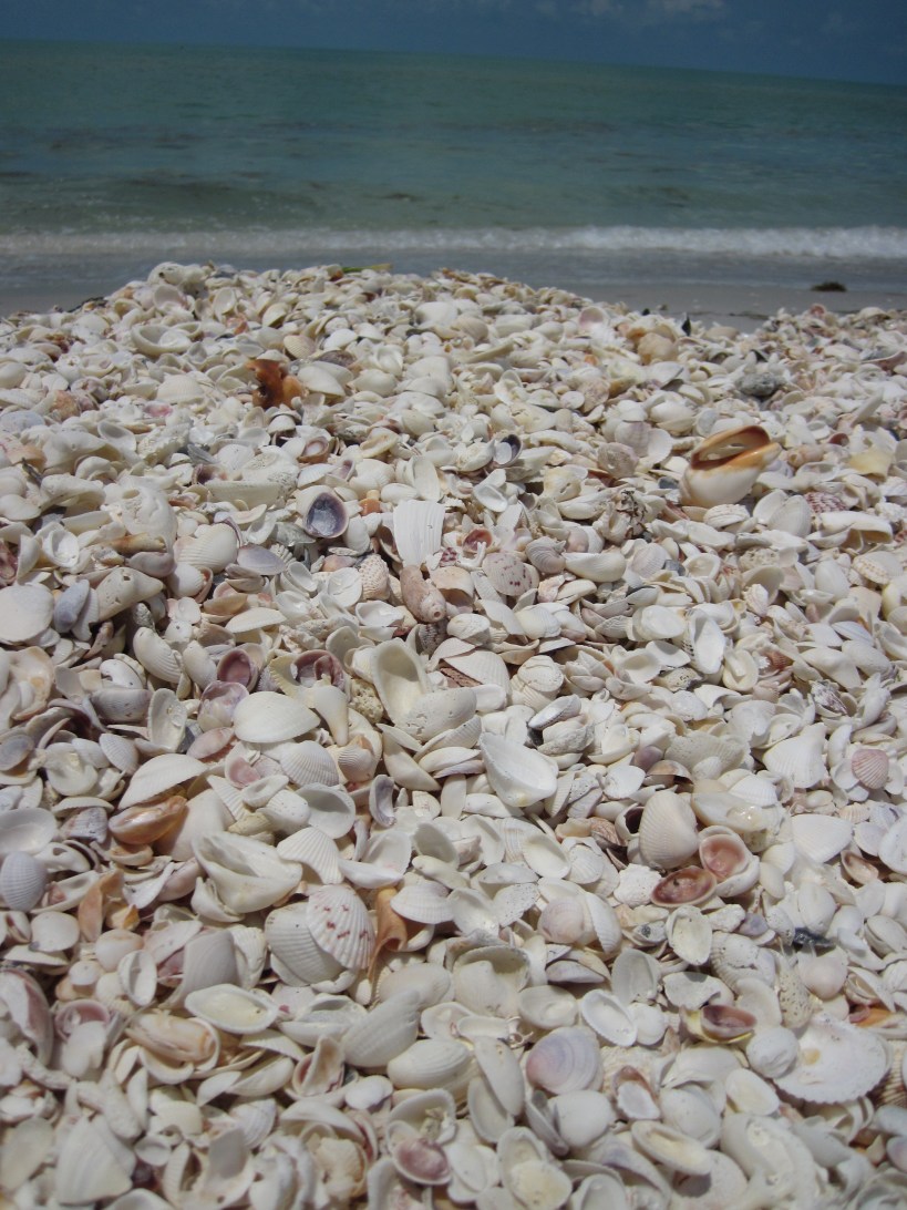 shells