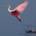 Roseate Spoonbill takes flight