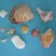 shells