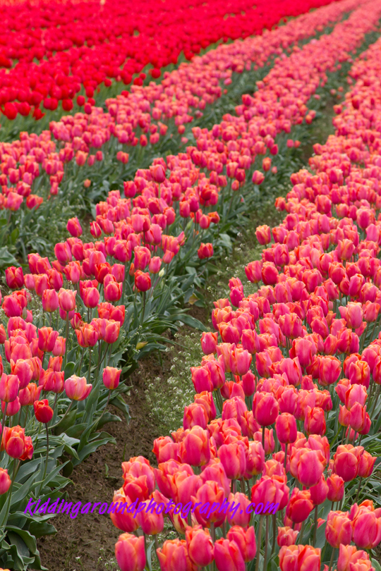 tulips