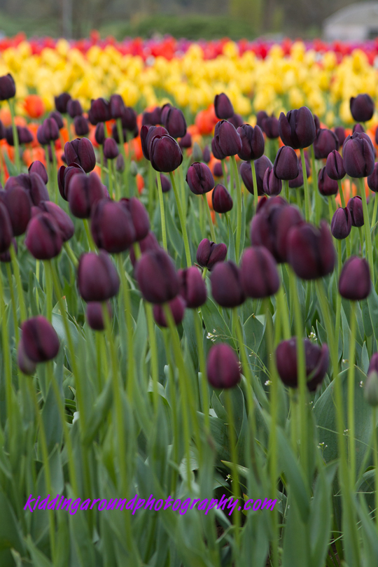tulips