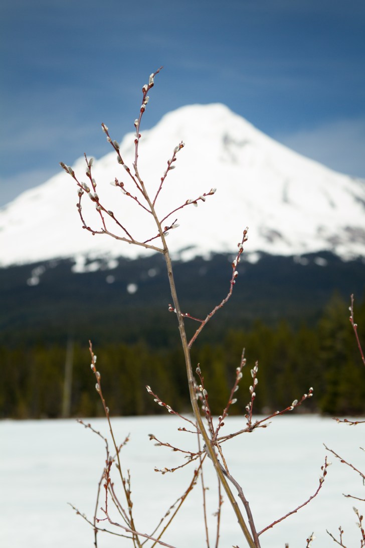 pussy willows