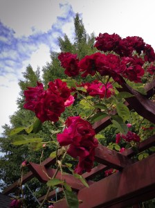 Portland Rose Festival