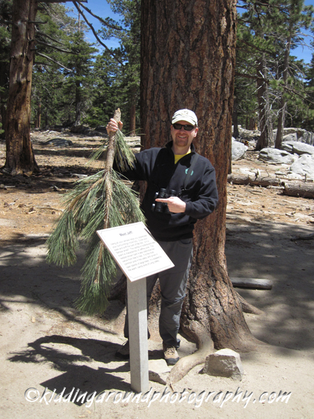 Palm Springs Aerial tram