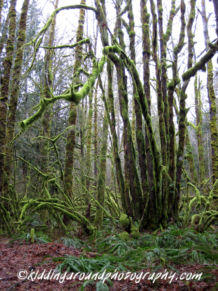 Wildwood Recreation Site