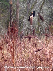 Wildwood Recreation Site
