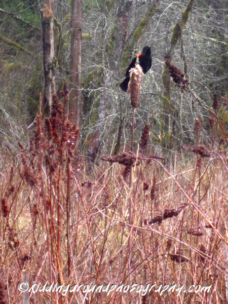 Wildwood Recreation Site
