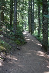 Trail through the woods