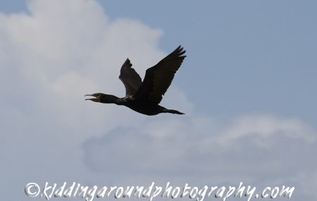 Great Florida Birding Trail