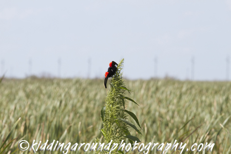 Great Florida Birding Trail