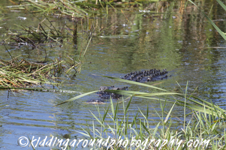 Great Florida Birding Trail