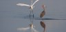 Great Florida Birding Trail