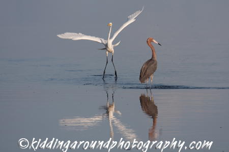 Great Florida Birding Trail