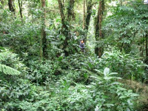 Ziplining at Selvatura, Monteverde, cCsta Rica