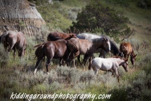 Herd of wild horses Teddy Roosevelt National Park