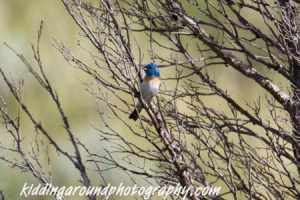 Birdnerd alert! It's a Lazuli Bunting, Teddy Roosevelt National Park