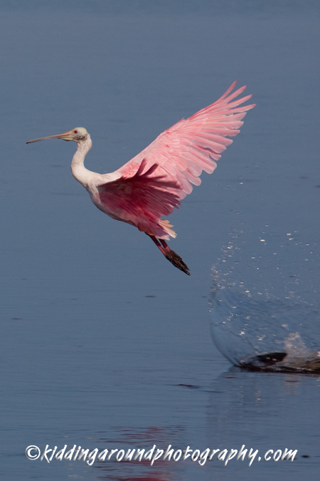 Great Florida Birding Trail