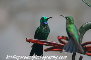 Mirrored hummingbirds, hummingbird garden, Monteverde Costa Rica