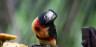 Collared Aracari