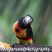 Collared Aracari