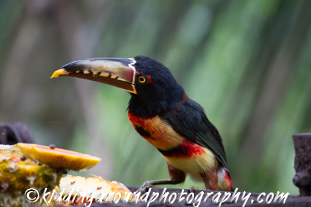 birding Belize